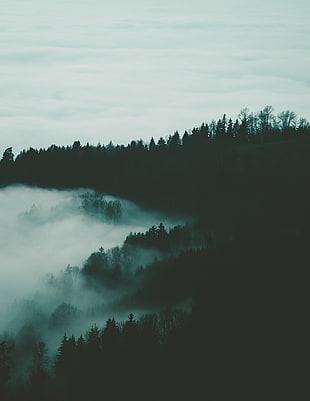 silhouette of trees with fog
