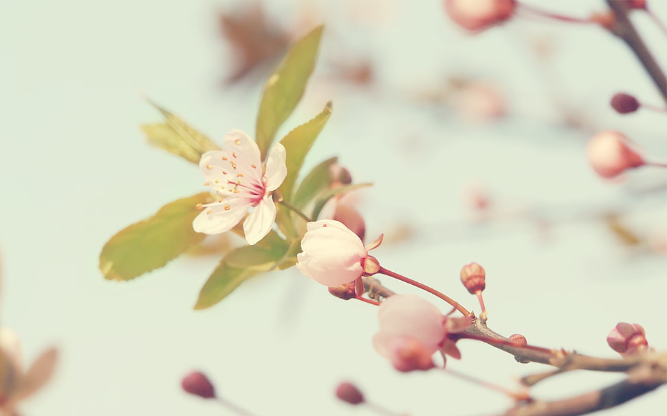 white cherry blossoms in closeup photography HD wallpaper