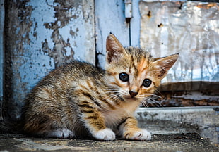 brown kitten, animals, cat, baby animals HD wallpaper