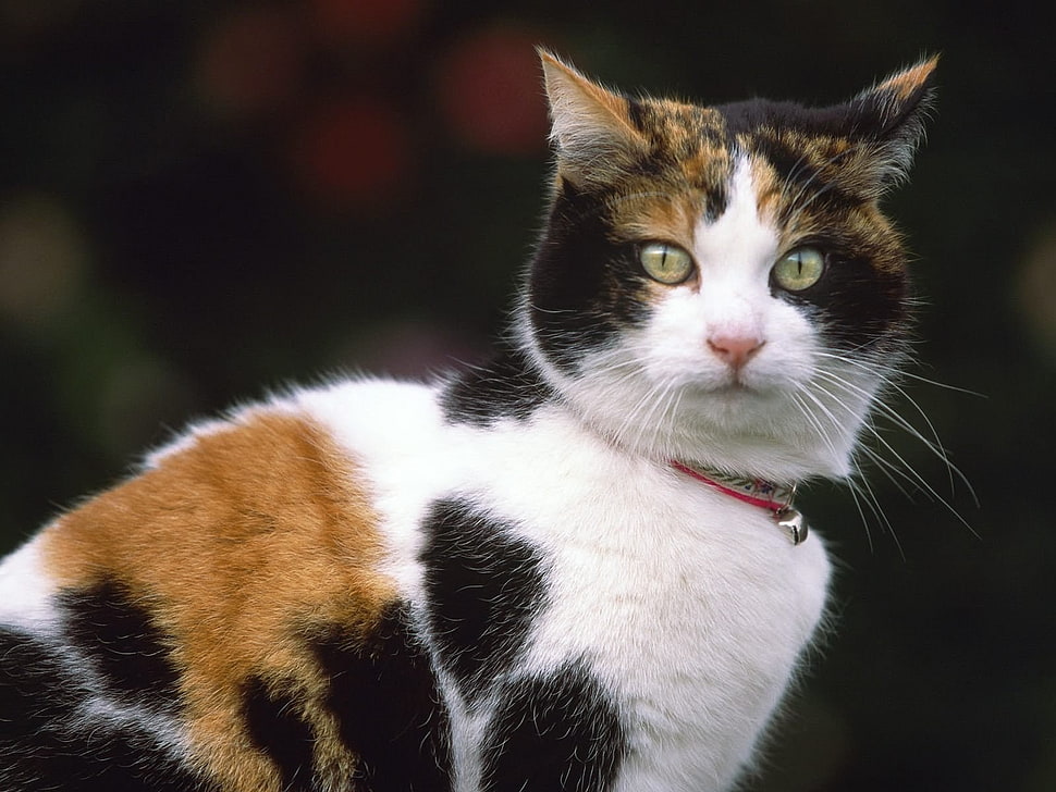 white, black, and white cat HD wallpaper