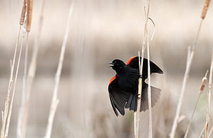 red and black bird, red-winged blackbird HD wallpaper