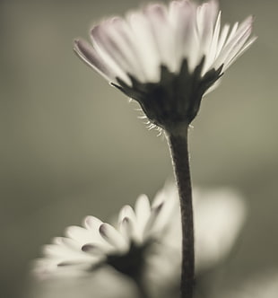 photo of closeup white petal flower