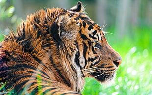 focus photo of tiger