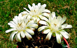 white petaled flower HD wallpaper
