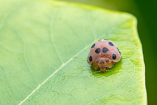 micro shot of brown and black ladybird on green leaf