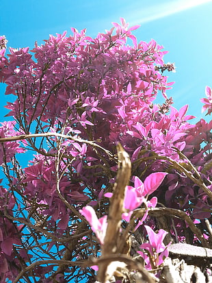 pink petaled flowers, flowers, photography, plants HD wallpaper