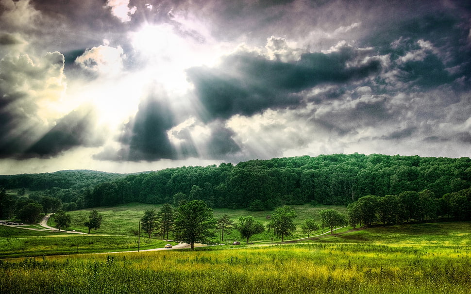 light on sky above forest at daytime HD wallpaper