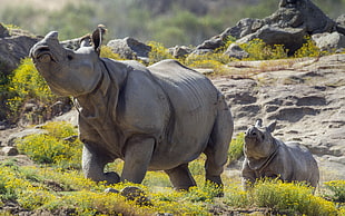 two gray rhinoceros, animals, mammals, rhino HD wallpaper