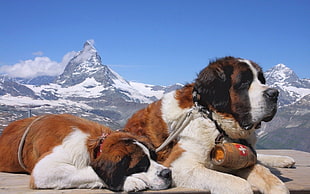 two red-white-and-black Saint Bernards prone lying on ground near mountain at daytimes HD wallpaper