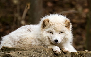 short-coated white animal, nature, animals, baby animals, fox HD wallpaper