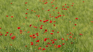 landscape photography of bed of Poppy flowers