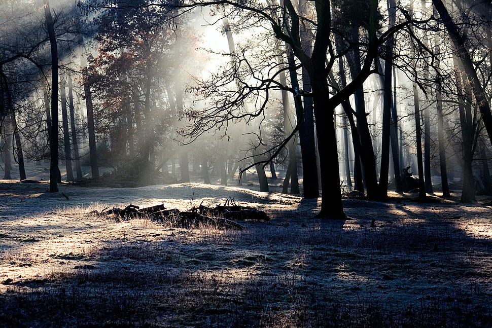 tree on land] HD wallpaper