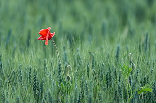 red Poppy flower in bloom during daytime HD wallpaper