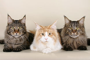one white and two gray tabby cats