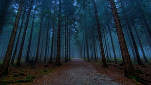 brown tree, forest, landscape, mist HD wallpaper