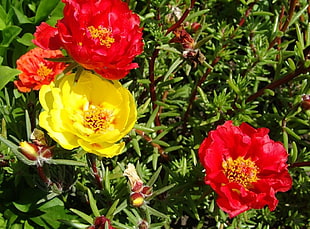 close-up photography of red and yellow petaled flowers during daytime