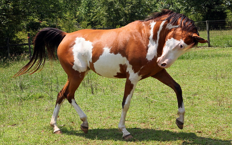 brown and white horse HD wallpaper