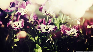 white-and-purple flowers, nature, flowers, macro, plants