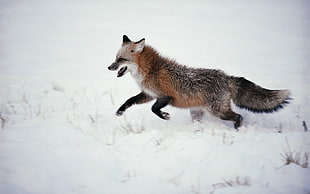 brown and black snow fox hunting