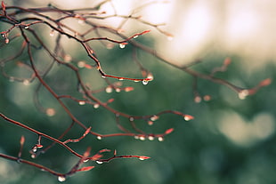 water droplets on tree branches during daytime