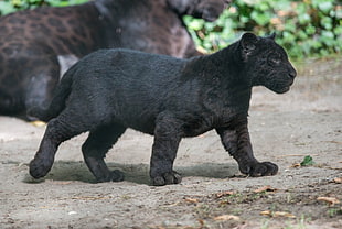 black panther kitten, wild cat, wildlife, panthers, Black Panther HD wallpaper