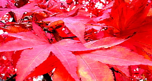closeup photo of red Maple Leaf tree, hereford