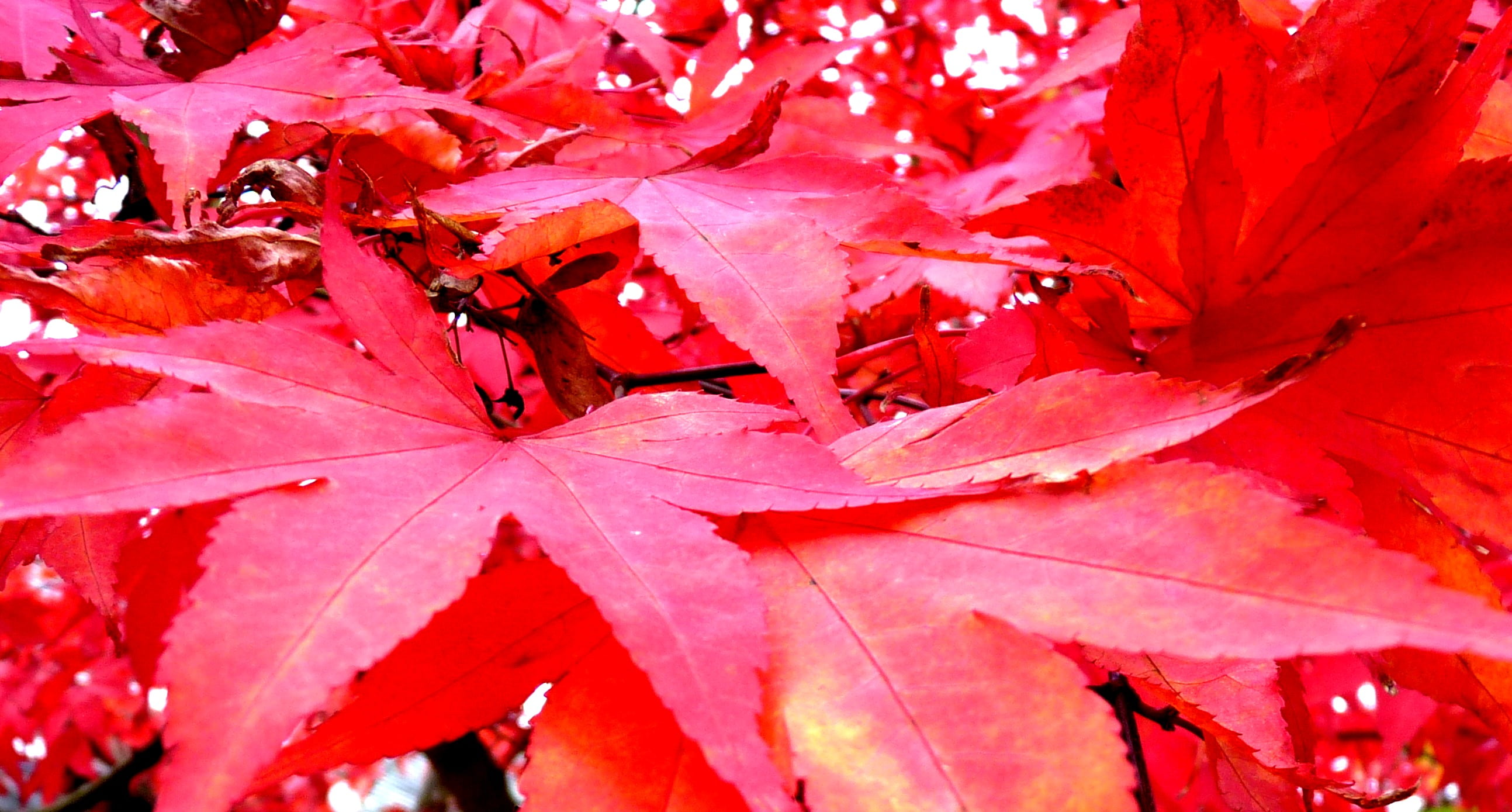 closeup photo of red Maple Leaf tree, hereford