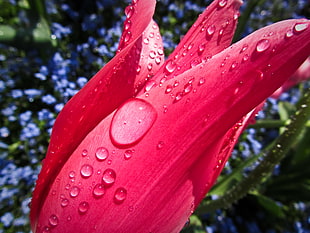 macro shot of pink flower with raindrops, tulip HD wallpaper