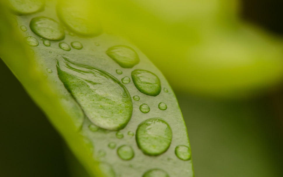 green leaf, macro, nature, water drops, leaves HD wallpaper