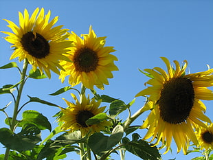 sunflower field, sunflowers HD wallpaper