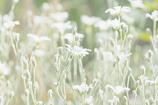 white flowers on green plant HD wallpaper