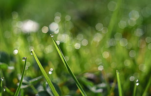 shallow focus of green grass during daytime