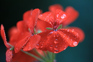 close up photo of red cluster petaled flowers with water drop