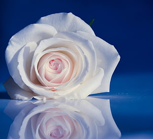 photo of white Rose flower with reflection
