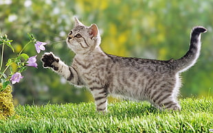 silver tabby cat, cat HD wallpaper