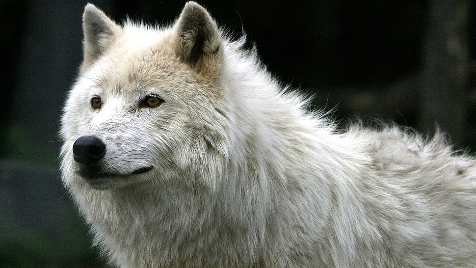 selective focus of white wolf HD wallpaper