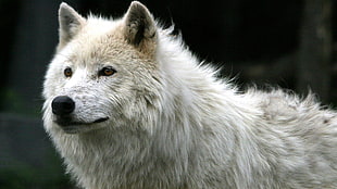 selective focus of white wolf