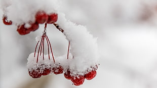 closeup photo of red cherries cover by snow during daytime HD wallpaper