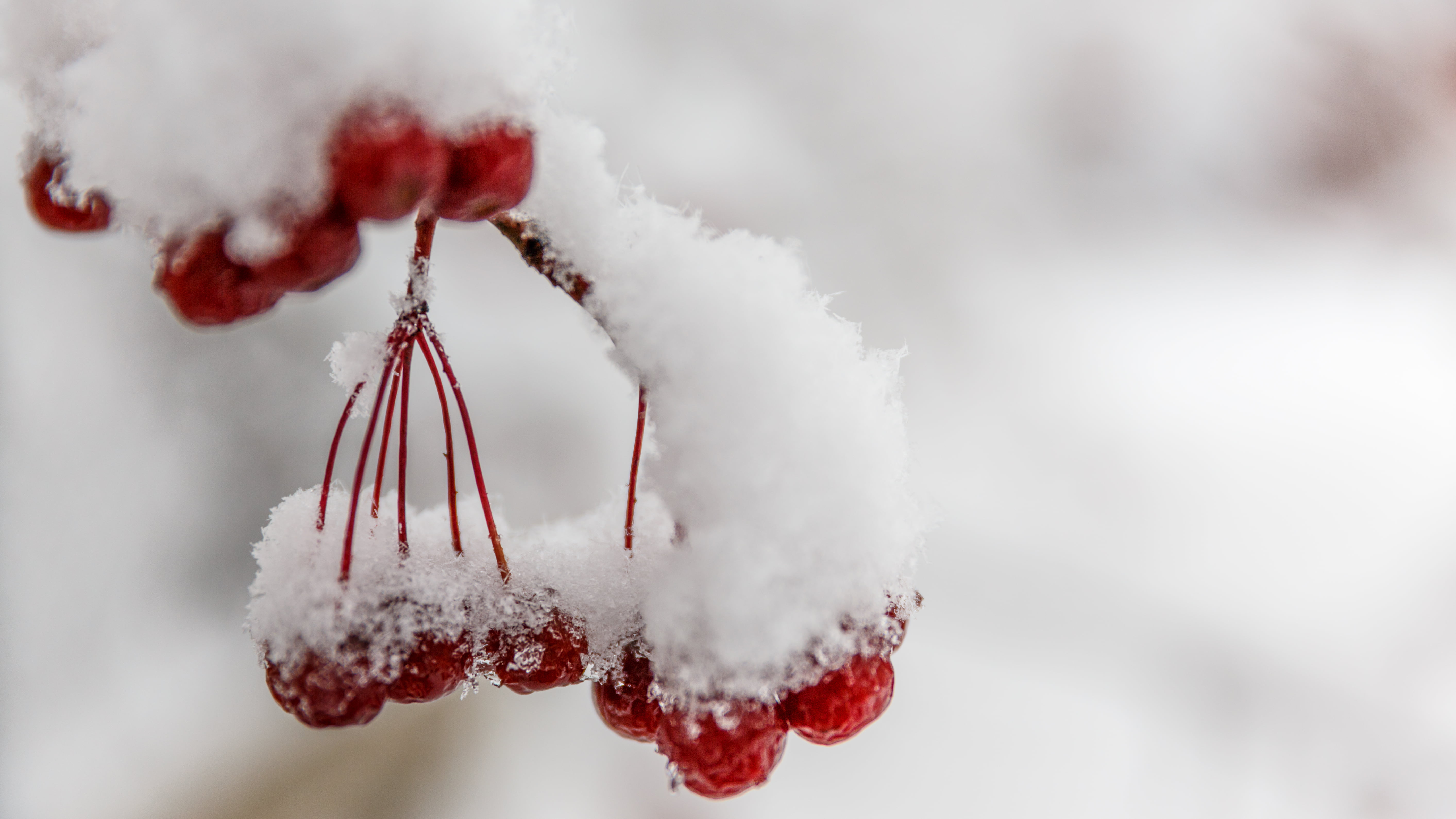 closeup photo of red cherries cover by snow during daytime