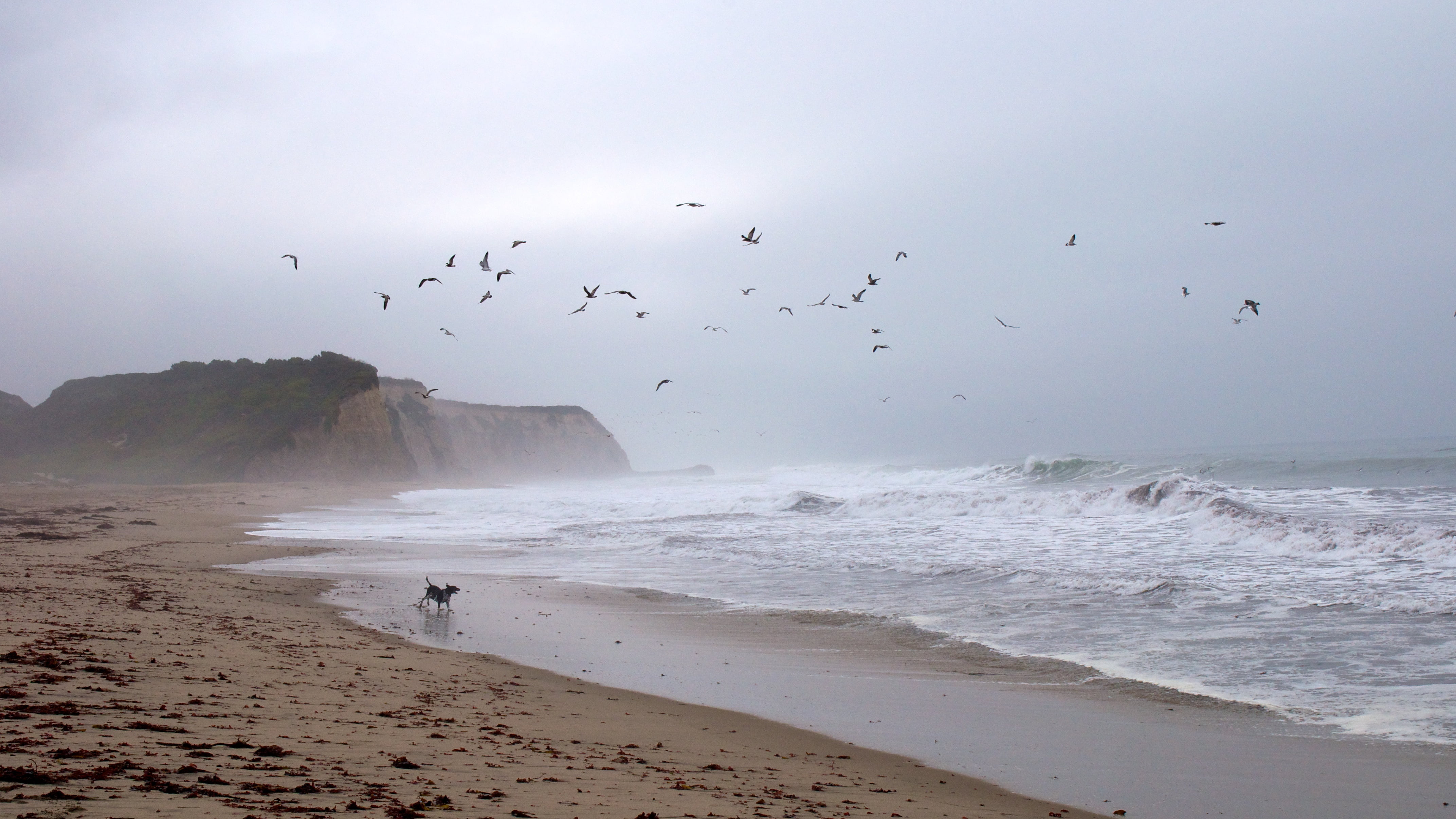 black dog on seashore with flock of birds