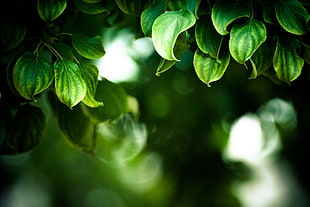 close up photography of green leaf plant