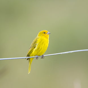 focus photo of yellow bird perching in wire, saffron finch