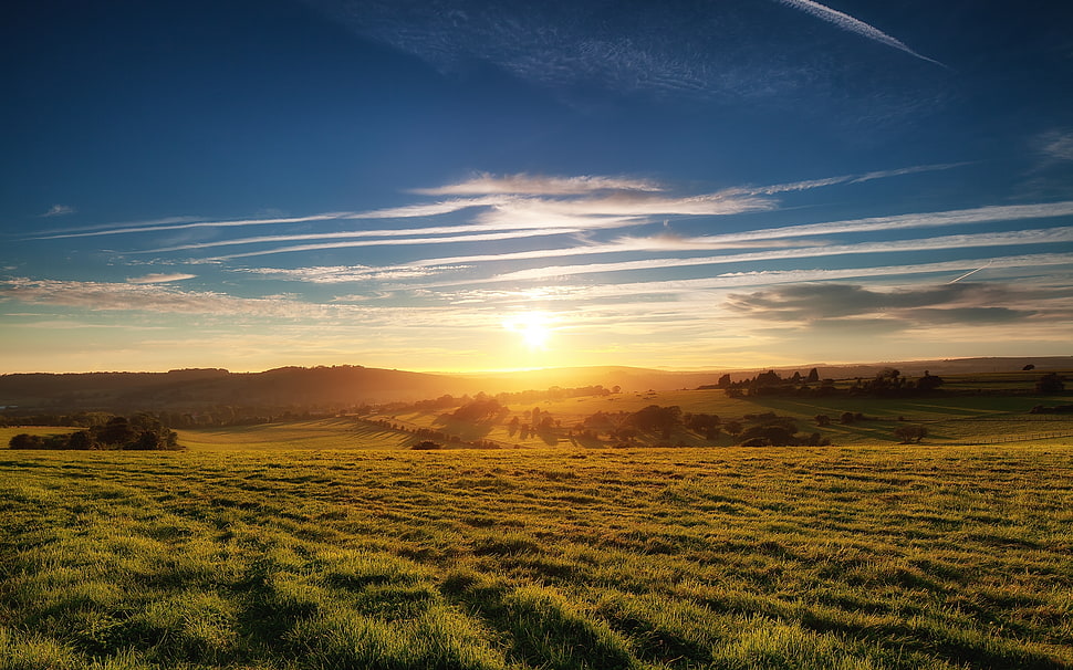 green grass HD wallpaper