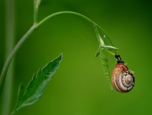 brown snail on green plant in selective focus photography