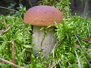 mushroom near green leaf plant