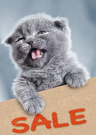 gray fur kitten, Dmytro Tolokonov, humor, cat, animals