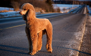 brown dog stands on roadside during daytime