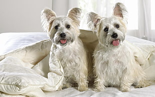 two short-coat white puppies on bed