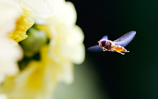 macro photo of bee flying and flower