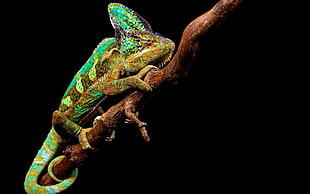 brown and green chameleon perching on branch HD wallpaper